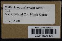 Hygrocybe canescens image