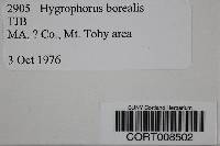 Hygrophorus borealis image