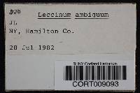 Image of Leccinum ambiguum