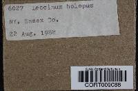 Leccinum holopus image