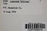 Image of Leptonia whiteae