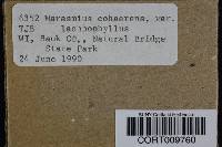 Marasmius cohaerens var. lachnophyllus image