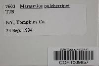 Marasmius pulcherripes image