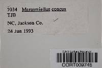 Marasmiellus opacus image