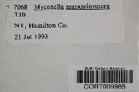 Image of Mycenella margaritispora