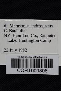 Gymnopus androsaceus image