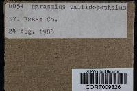 Marasmius pallidocephalus image