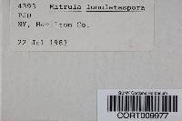 Mitrula lunulatospora image