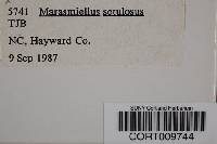 Image of Marasmiellus setulosus