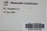 Marasmiellus omphaliformis image