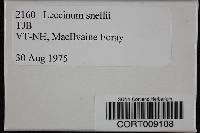 Leccinum snellii image