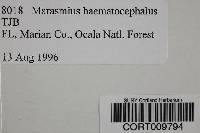 Marasmius haematocephalus image
