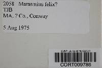 Marasmius felix image