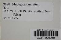 Microglossum rufum image