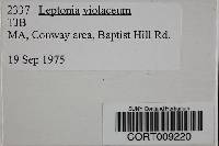 Image of Leptonia violacea