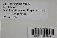 Marasmius rotula image