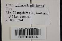 Image of Limacella glioderma