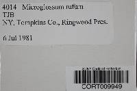 Microglossum rufum image
