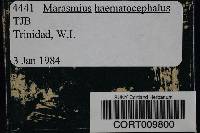 Marasmius haematocephalus image