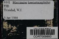 Marasmius haematocephalus image