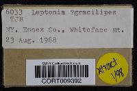 Leptonia gracilipes image