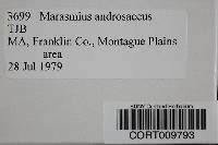 Gymnopus androsaceus image