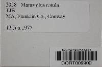Marasmius rotula image