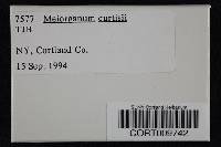Meiorganum curtisii image