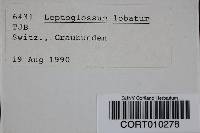 Image of Leptoglossum lobatum