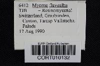 Mycena flavoalba image
