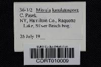 Mitrula lunulatospora image