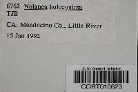 Image of Nolanea holoconiota