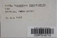 Omphalina chionophila image