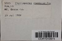 Phylloporus rhodoxanthus image