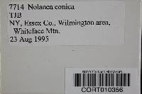 Nolanea conica image