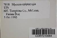 Mycena epipterygia image