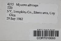 Mycena albiceps image