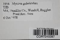 Mycena galericulata image