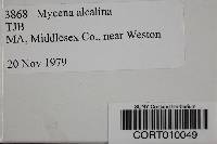 Mycena alcalina image