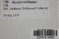 Mycena capillaripes image