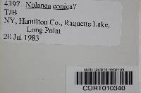 Nolanea conica image