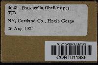 Pouzarella fibrillosipes image