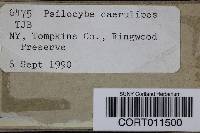 Psilocybe caerulipes image