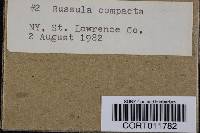Russula compacta image