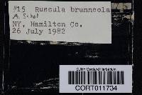 Image of Russula brunneola