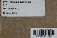 Russula decolorans image