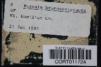 Image of Russula brunneoviolacea