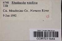 Rhodocybe nitellina image