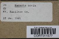 Ramaria rubella image