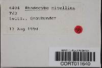 Rhodocybe nitellina image